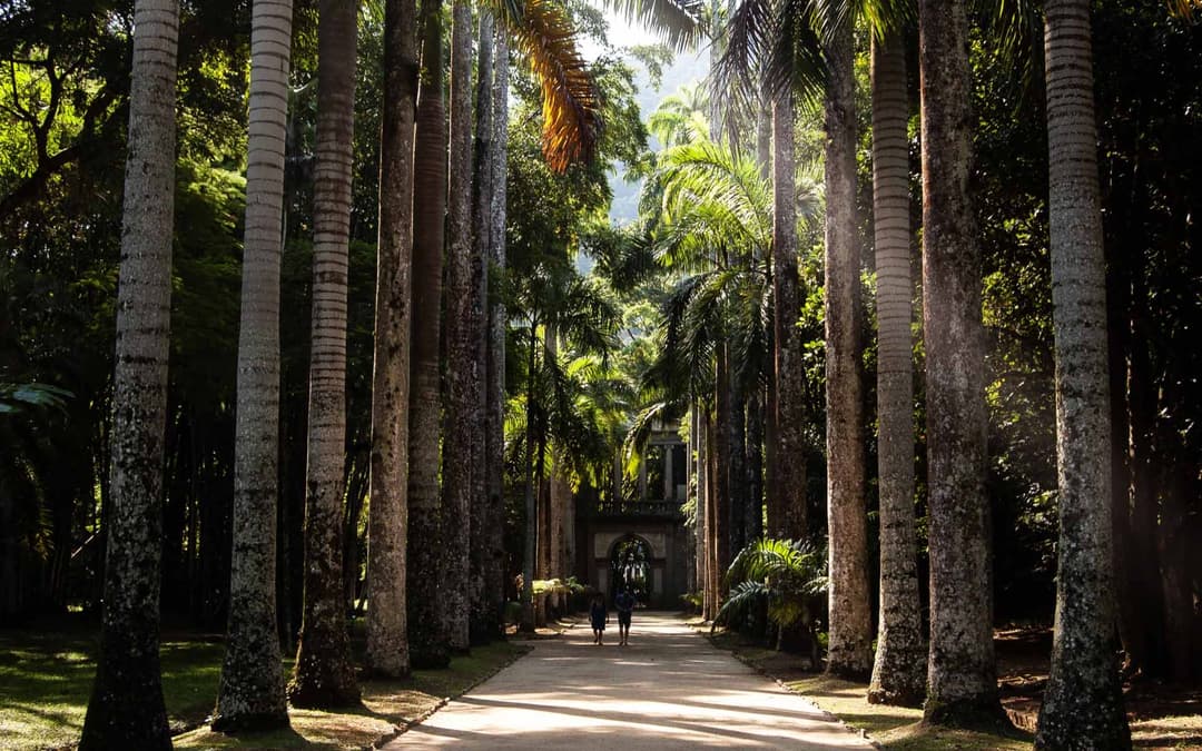 Palmeiras Imperiais e Árvores do Século XIX no Jardim Botânico